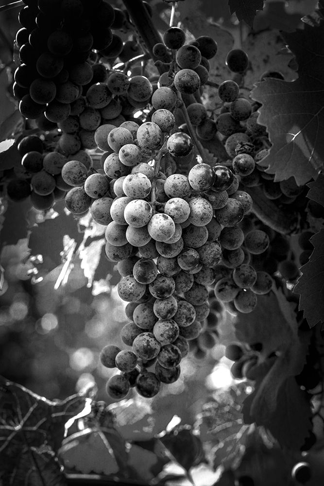 Fruit of The Vine art print by George Cannon for $57.95 CAD