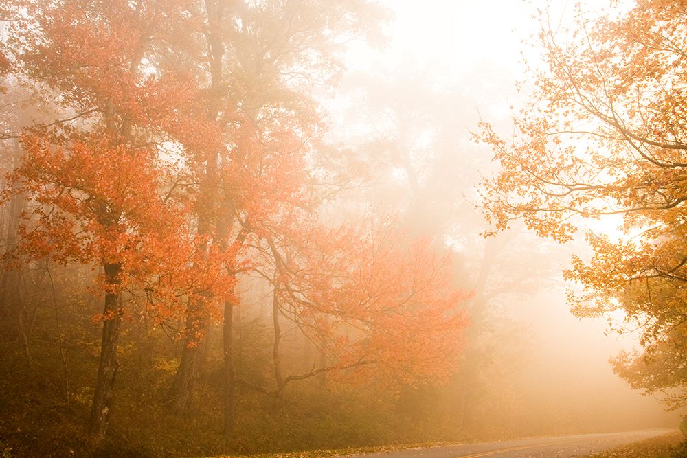 Beyond The Fog art print by Karin Connolly for $57.95 CAD