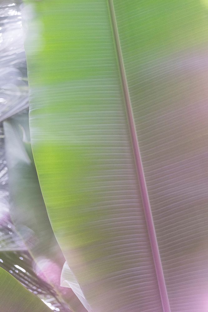 Banana Leaves No. 1 art print by Lynann Colligan for $57.95 CAD