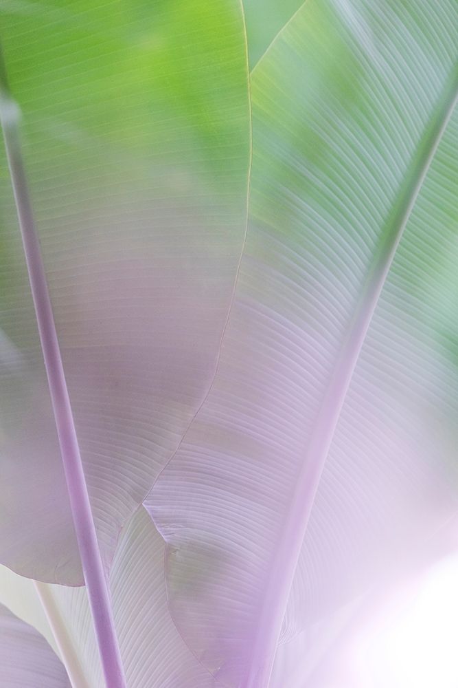 Banana Leaves No. 2 art print by Lynann Colligan for $57.95 CAD