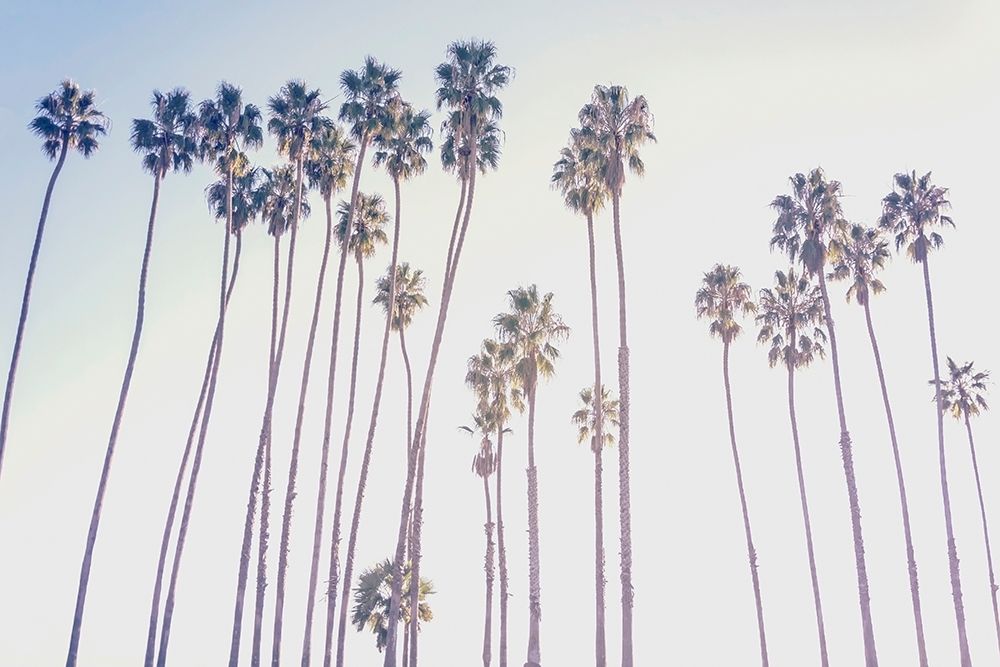 Santa Barbara Palms art print by Elena Chukhlebova for $57.95 CAD