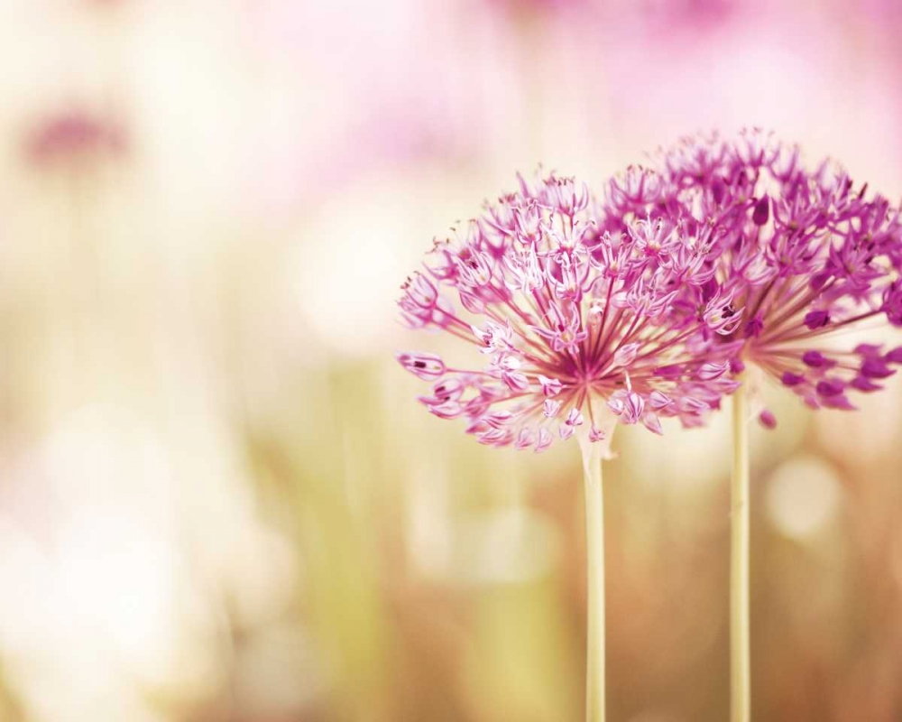 Bloom art print by Carolyn Cochrane for $57.95 CAD