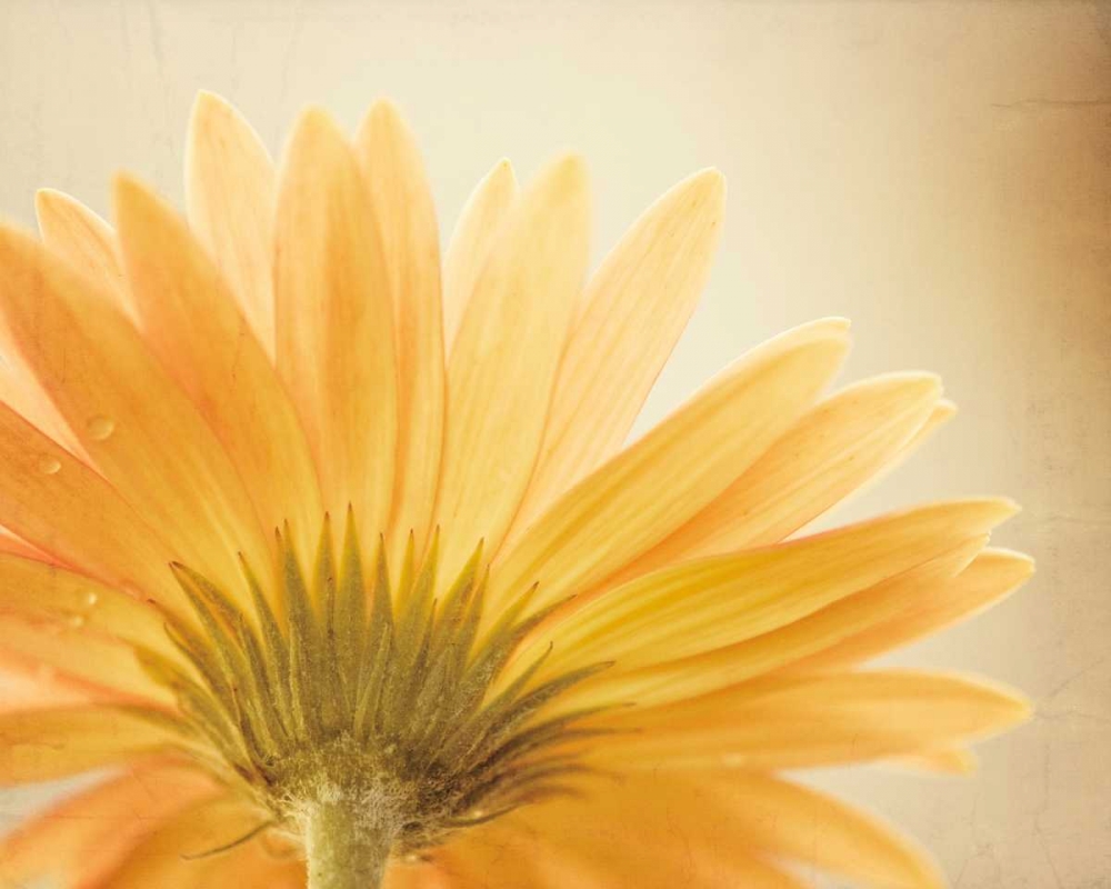Butterscotch art print by Carolyn Cochrane for $57.95 CAD