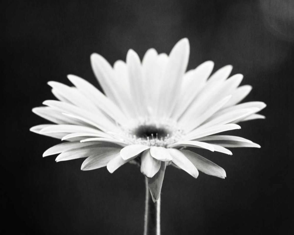 Daisy art print by Carolyn Cochrane for $57.95 CAD