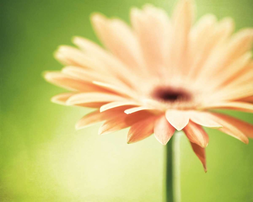 Joyful art print by Carolyn Cochrane for $57.95 CAD