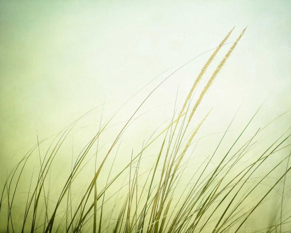 Just Breathe art print by Carolyn Cochrane for $57.95 CAD