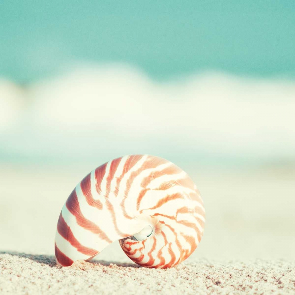 Nautilus art print by Carolyn Cochrane for $57.95 CAD