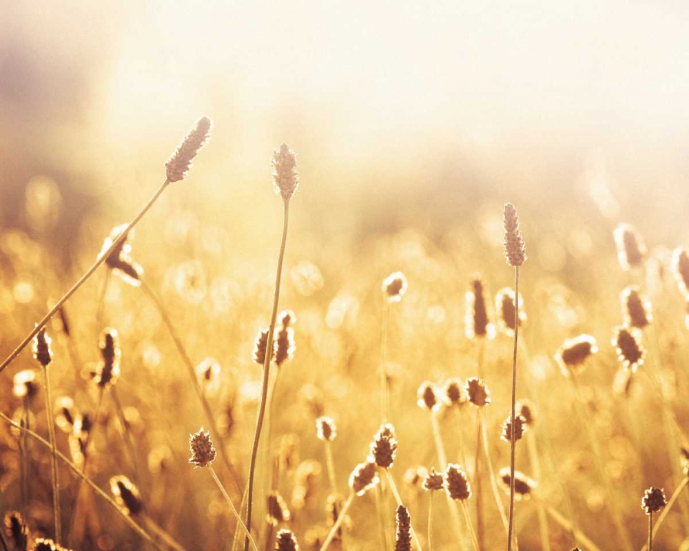 Nothing Gold Can Stay art print by Carolyn Cochrane for $57.95 CAD