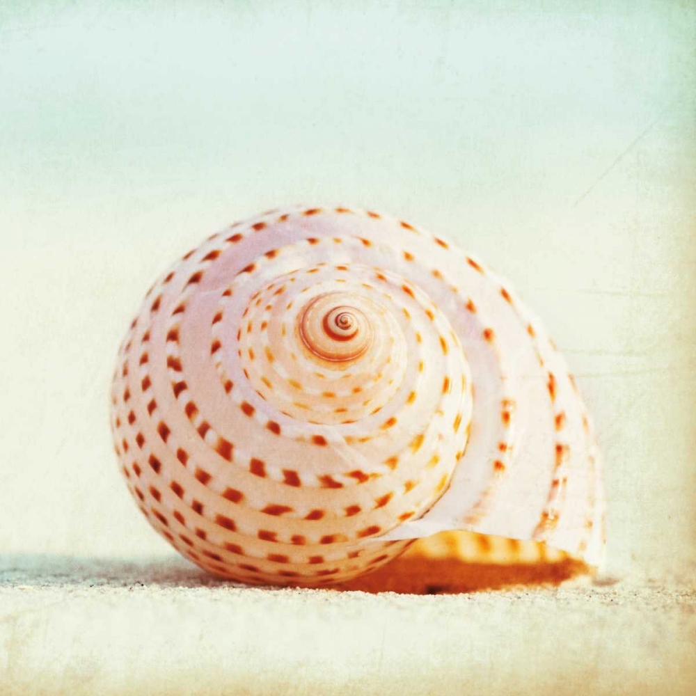 Seashell Voices art print by Carolyn Cochrane for $57.95 CAD