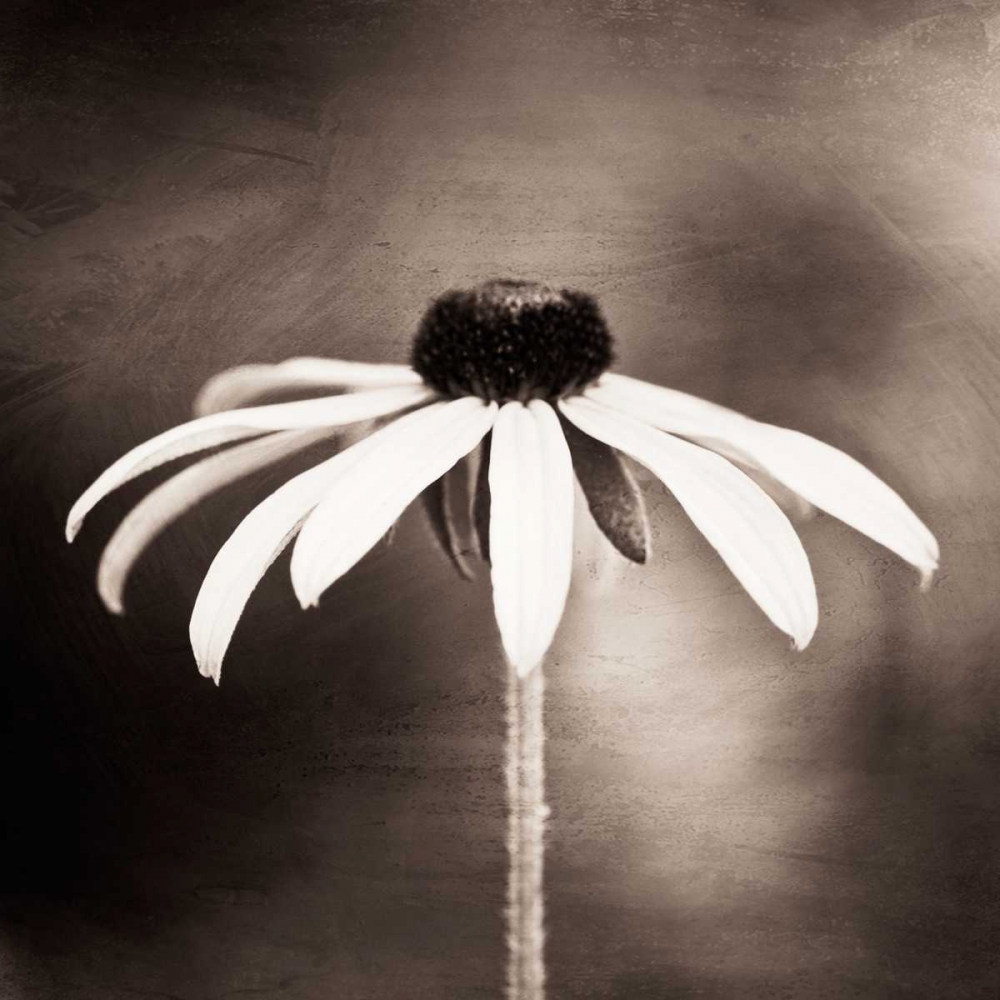 Simply Stated art print by Carolyn Cochrane for $57.95 CAD