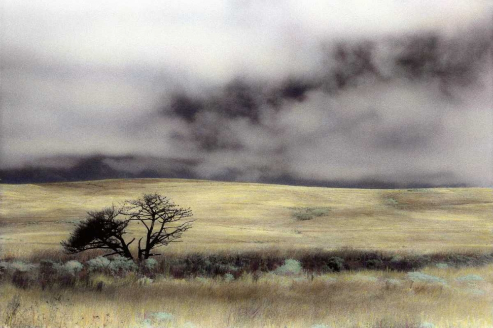 Limantour Marsh art print by Laura Culver for $57.95 CAD