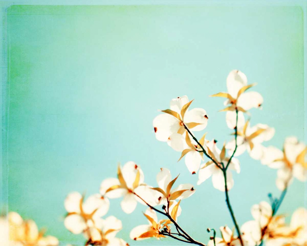 Blossoms Adrift art print by Carolyn Cochrane for $57.95 CAD