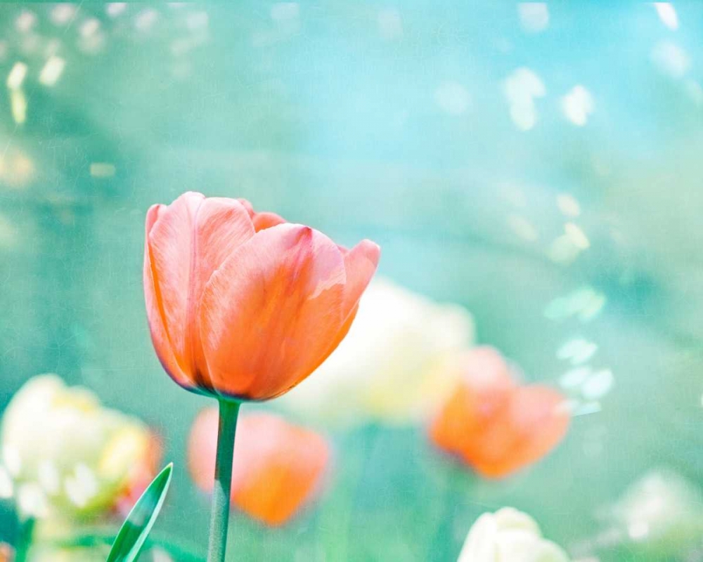 Garden of Dreams art print by Carolyn Cochrane for $57.95 CAD