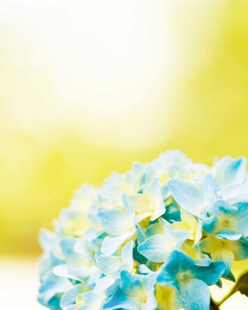 Hydrangea art print by Carolyn Cochrane for $57.95 CAD