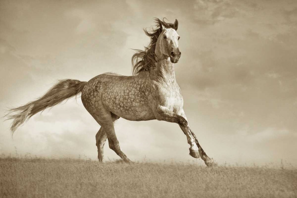 Like The Wind art print by Lisa Dearing for $57.95 CAD