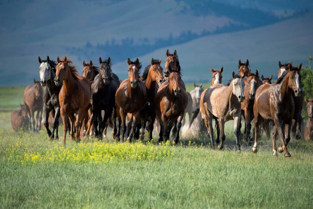 Montana Thunder art print by Lisa Dearing for $57.95 CAD