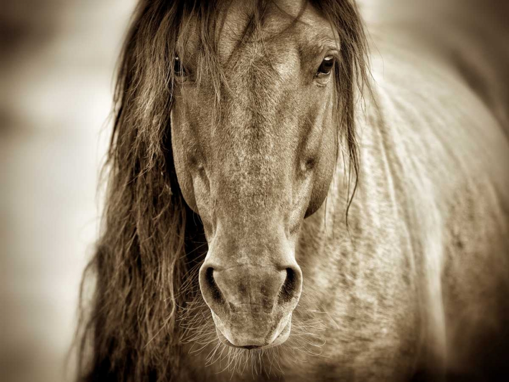 Mustang Sally art print by Lisa Dearing for $57.95 CAD