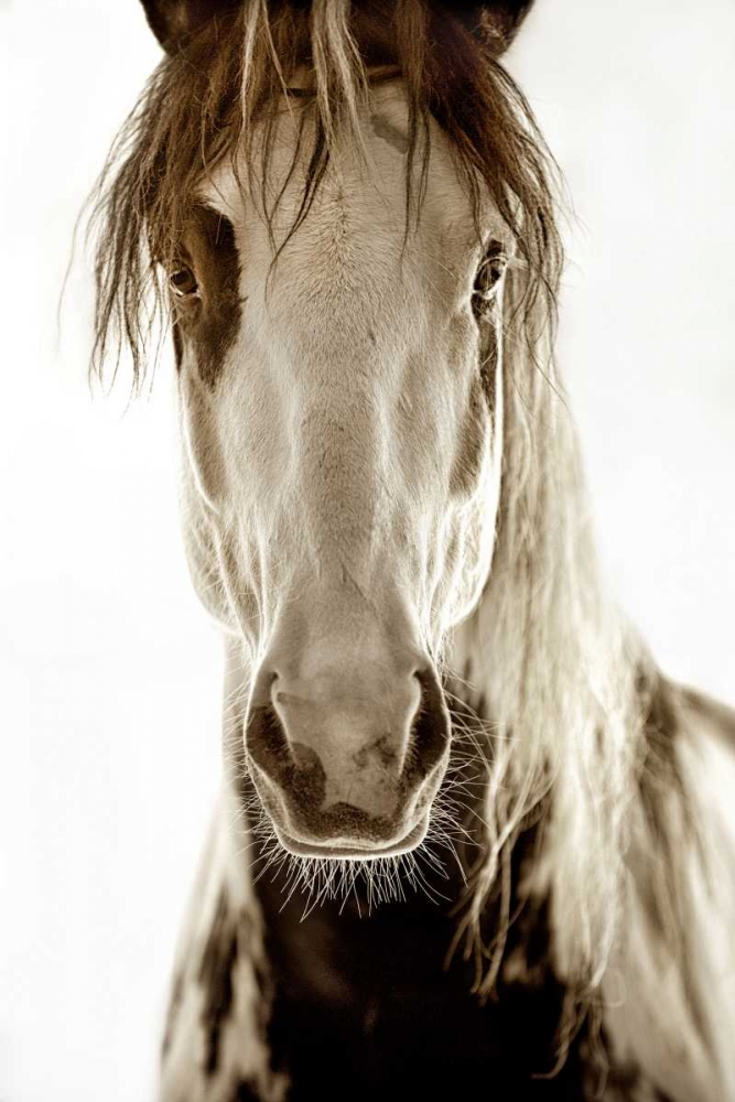 Wilbur Cruz art print by Lisa Dearing for $57.95 CAD