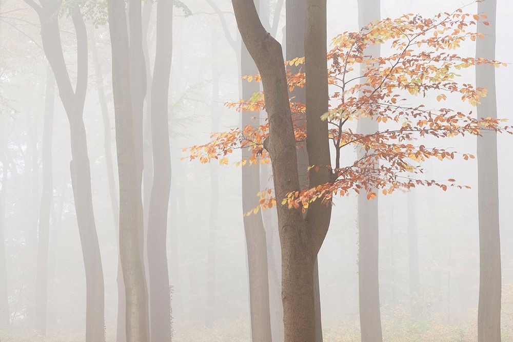 Arnhem Park Zypendaal art print by Wilco Dragt for $57.95 CAD