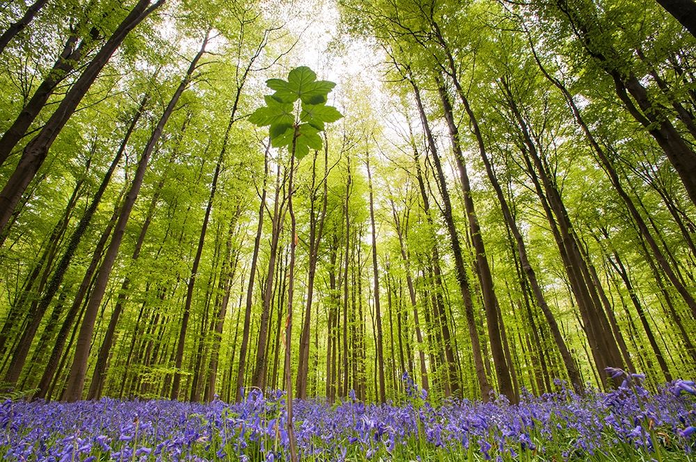 Hallerbos art print by Wilco Dragt for $57.95 CAD
