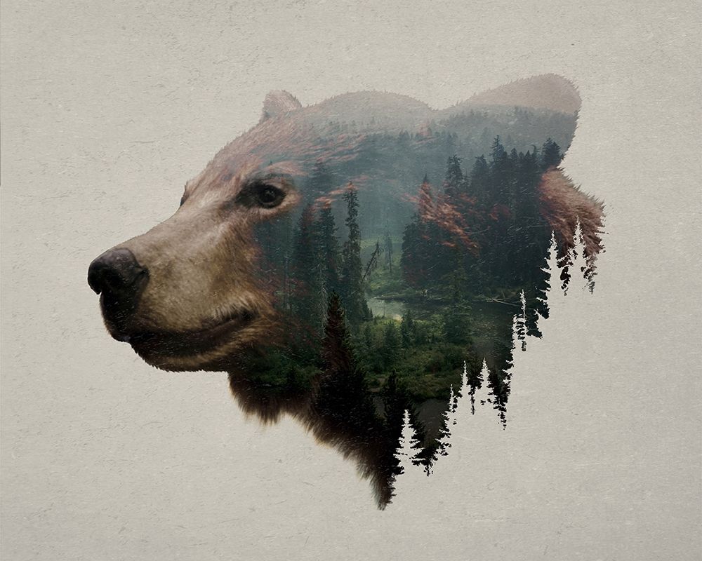 Pacific Northwest Black Bear art print by Davies Babies for $57.95 CAD