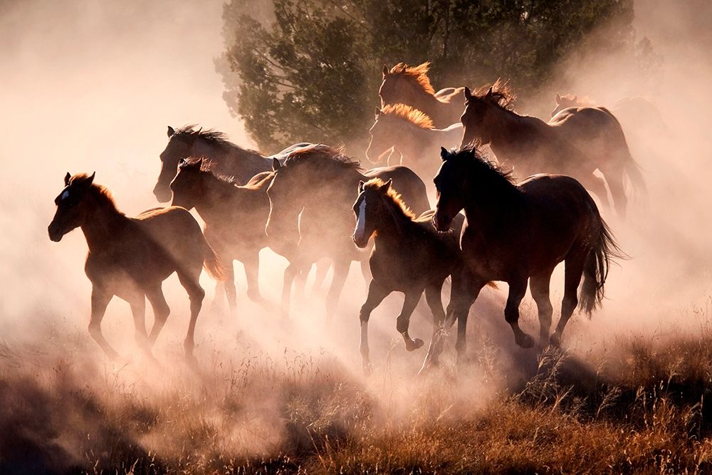 Horses art print by Lisa Dearing for $57.95 CAD
