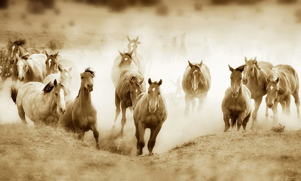San Cristobol Horses art print by Lisa Dearing for $57.95 CAD