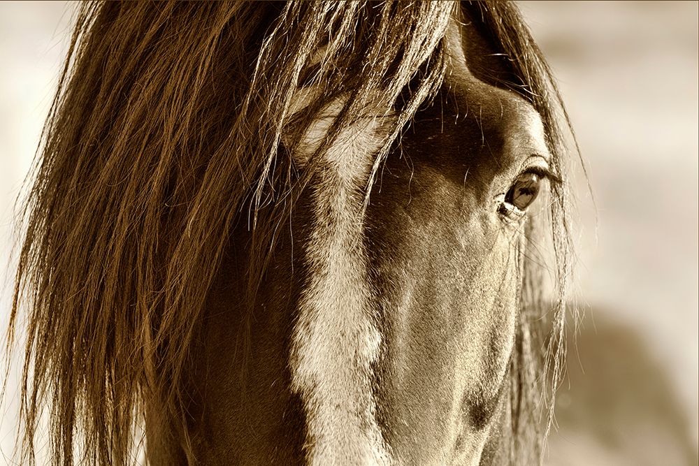 Amante art print by Lisa Dearing for $57.95 CAD