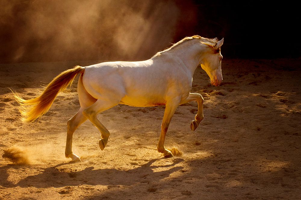 Dancing In The Light art print by Lisa Dearing for $57.95 CAD