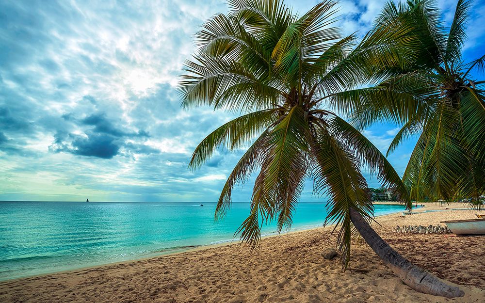 Palm Tree Dreams art print by Lizzy Davis for $57.95 CAD