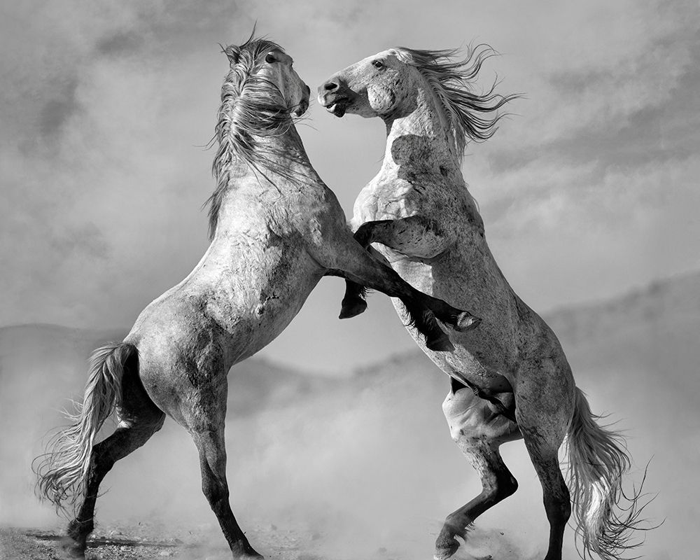 Challengers art print by Lisa Dearing for $57.95 CAD