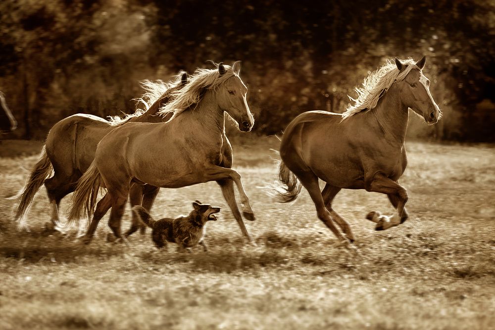 Paso Horses art print by Lisa Dearing for $57.95 CAD