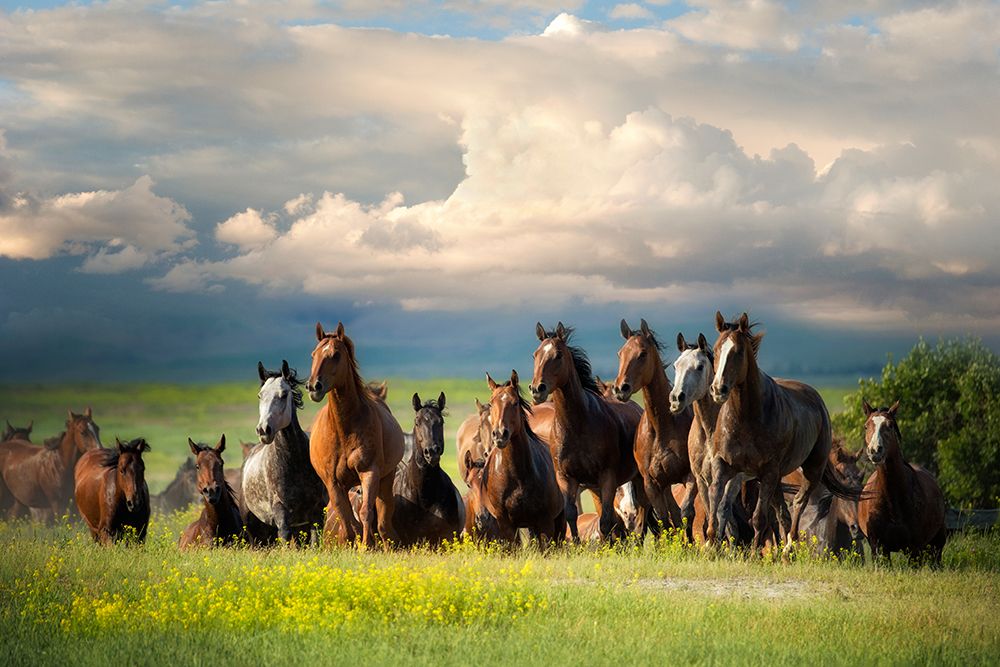 Running Free II art print by Lisa Dearing for $57.95 CAD
