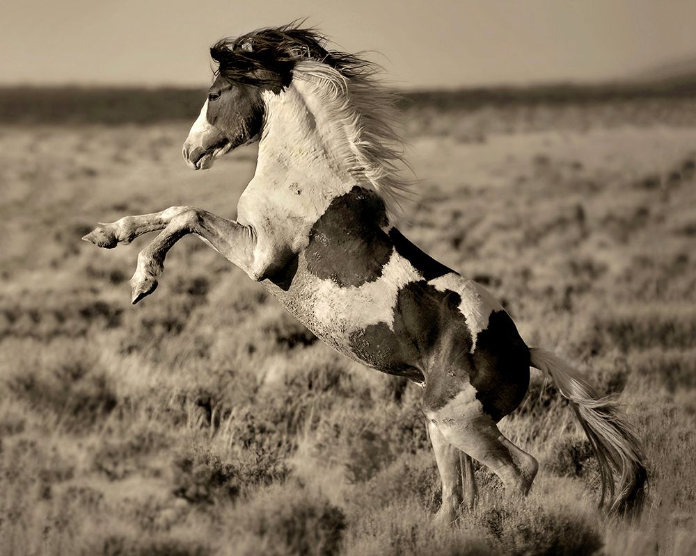 Wild Painted Pony art print by Lisa Dearing for $57.95 CAD