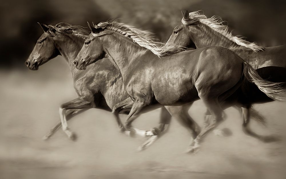 Wind Runners art print by Lisa Dearing for $57.95 CAD