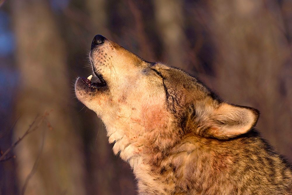 Lonesome Howl art print by Lisa Dearing for $57.95 CAD