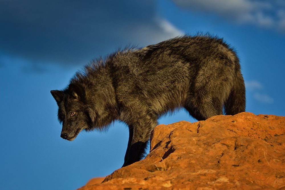 On The Prowl art print by Lisa Dearing for $57.95 CAD