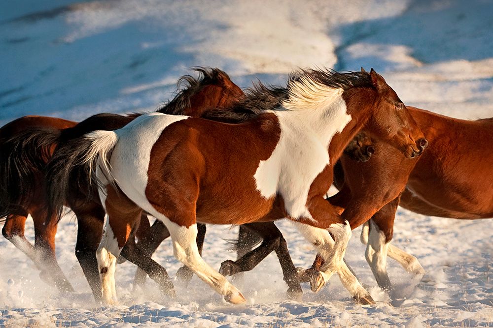 Show Runners art print by Lisa Dearing for $57.95 CAD
