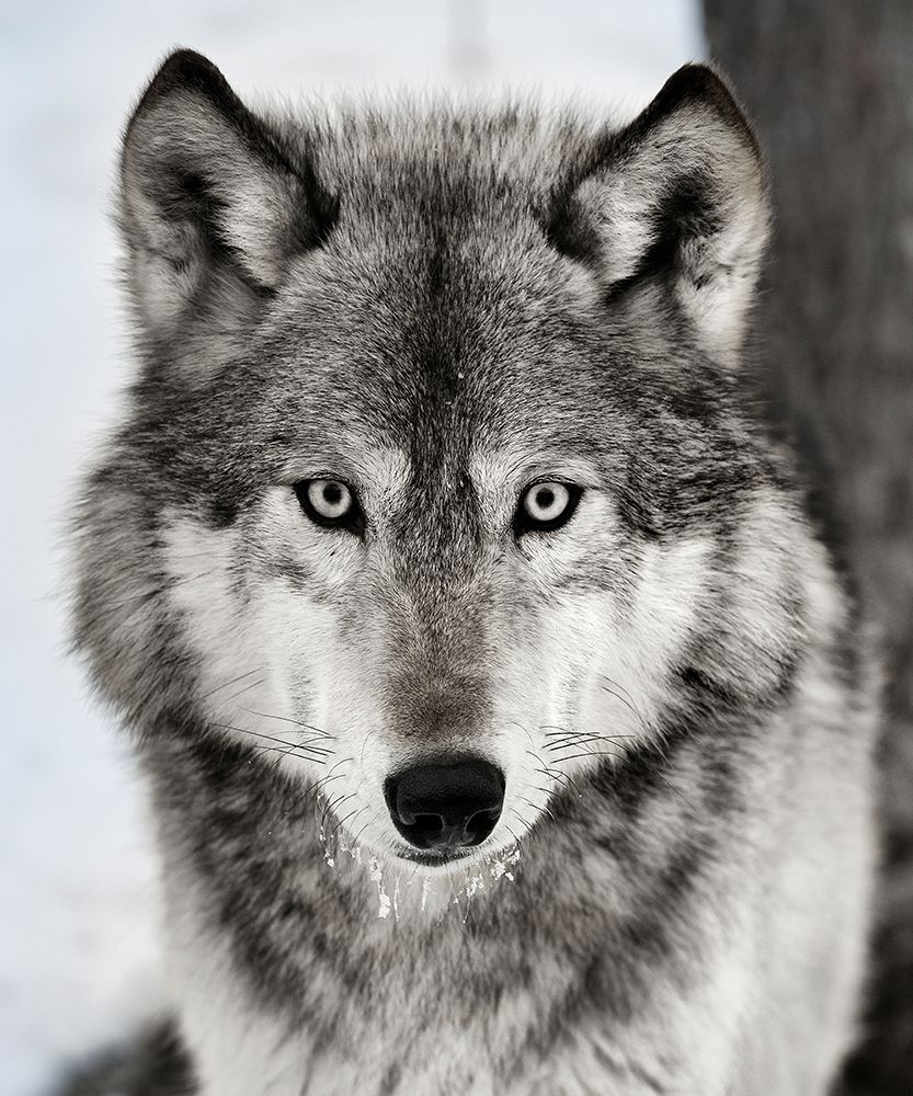 Stare Down art print by Lisa Dearing for $57.95 CAD