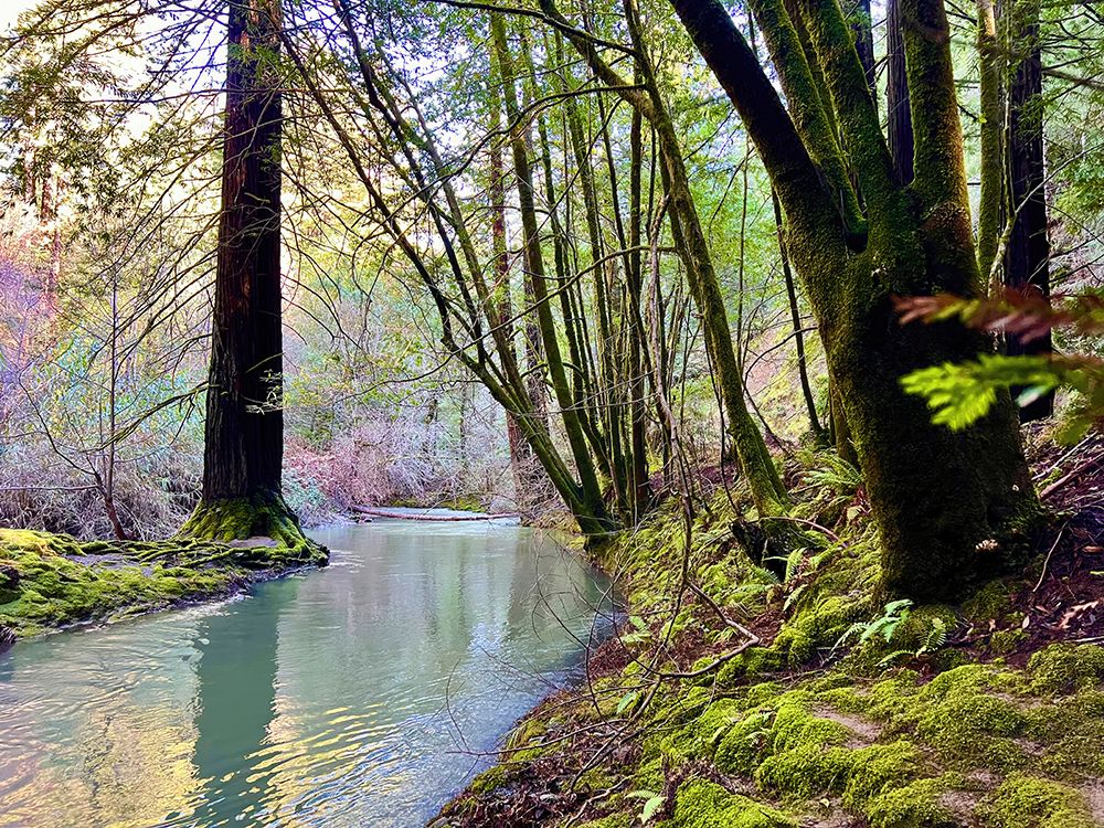 Bohemian Creekside art print by Nicole Dell for $57.95 CAD