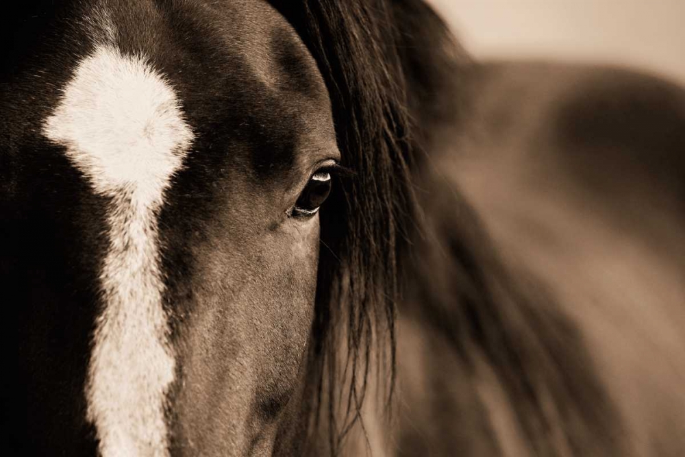 Dark Eyes art print by Lisa Dearing for $57.95 CAD