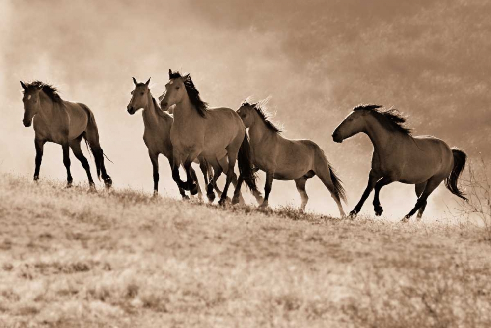 Kicking Dust art print by Lisa Dearing for $57.95 CAD