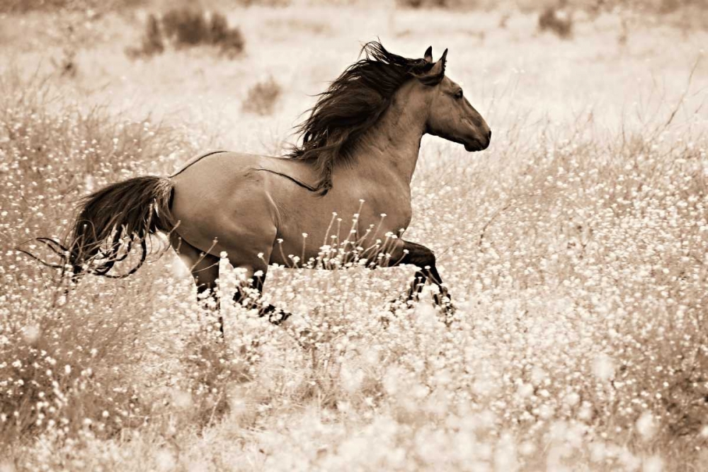 Running Free art print by Lisa Dearing for $57.95 CAD