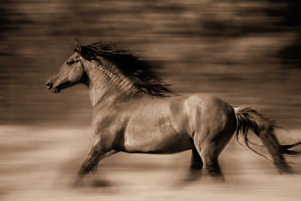 Wind Runner art print by Lisa Dearing for $57.95 CAD