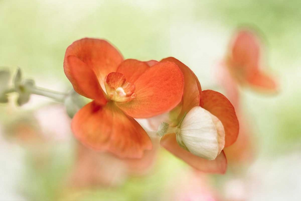 Summer Glow art print by Mandy Disher for $57.95 CAD