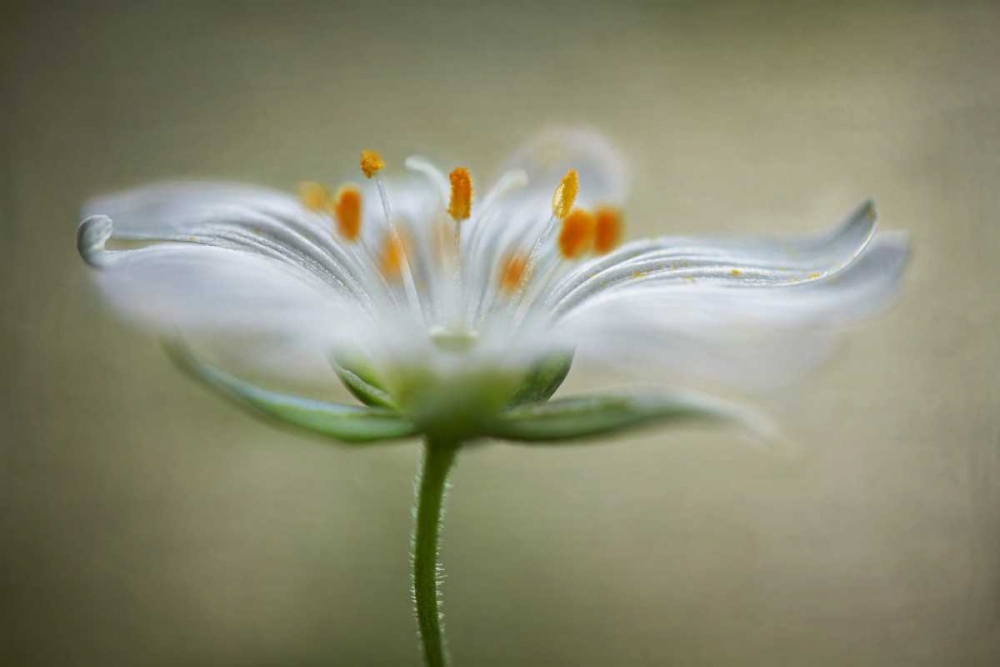 Summer Swirl art print by Mandy Disher for $57.95 CAD