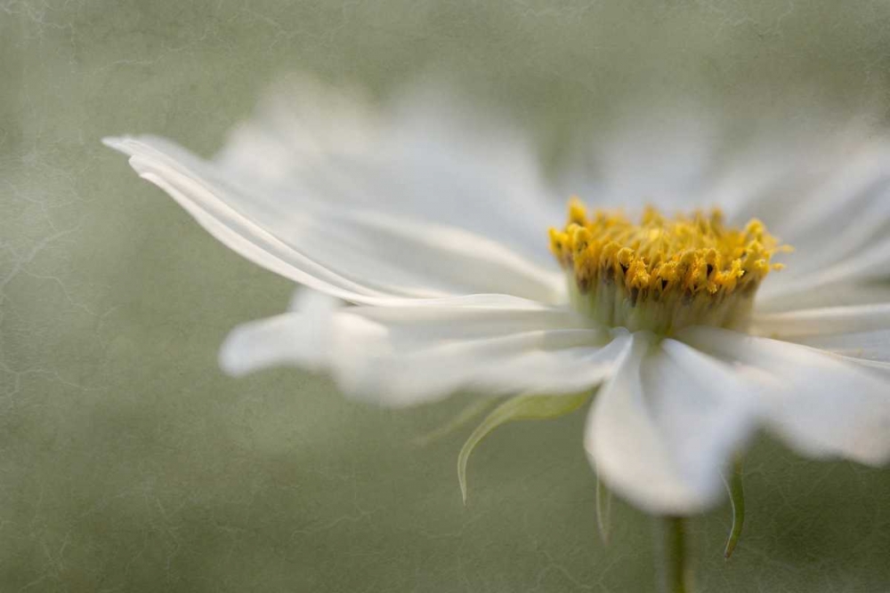 Whisper art print by Mandy Disher for $57.95 CAD