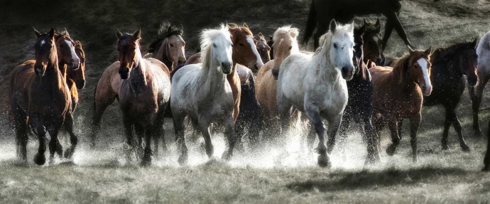 Renegades art print by Lisa Dearing for $57.95 CAD