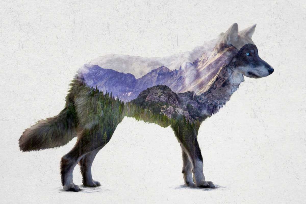 Rocky Mountain Grey Wolf art print by Davies Babies for $57.95 CAD