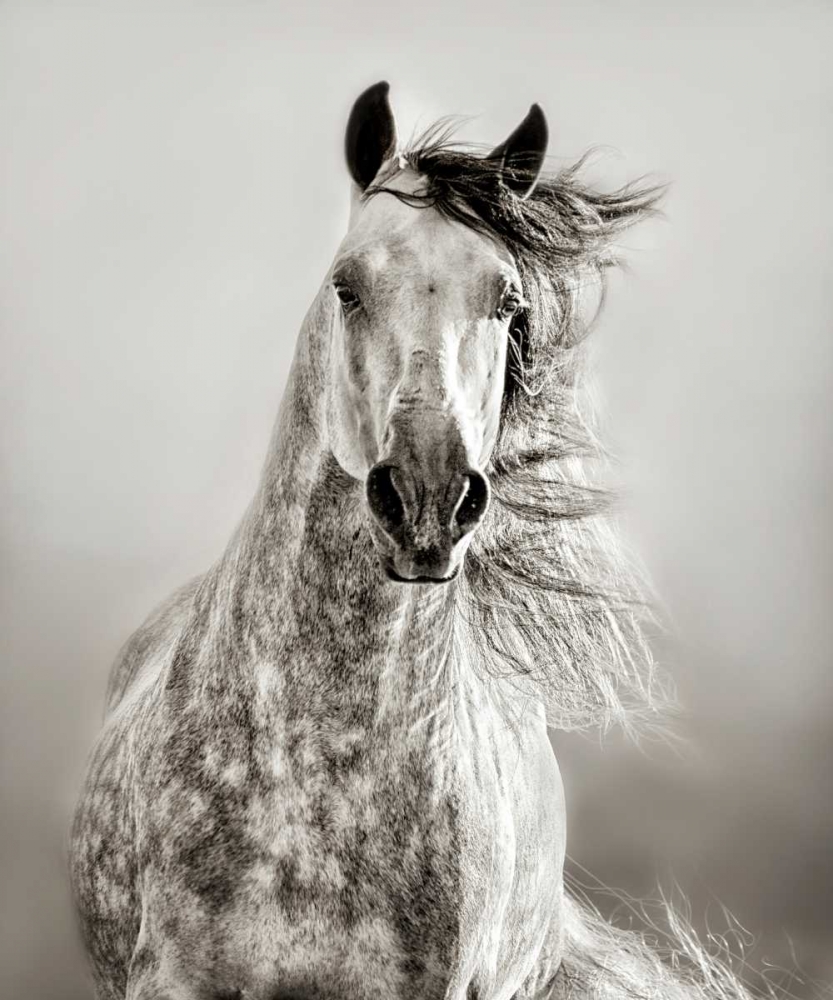 Caballo de Andaluz art print by Lisa Dearing for $57.95 CAD